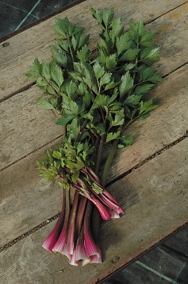 Picture of Celery Giant Red
